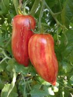 Roma Striée Bio Tomatensamen - samenfeste Tomaten Samen München - Altstadt-Lehel Vorschau