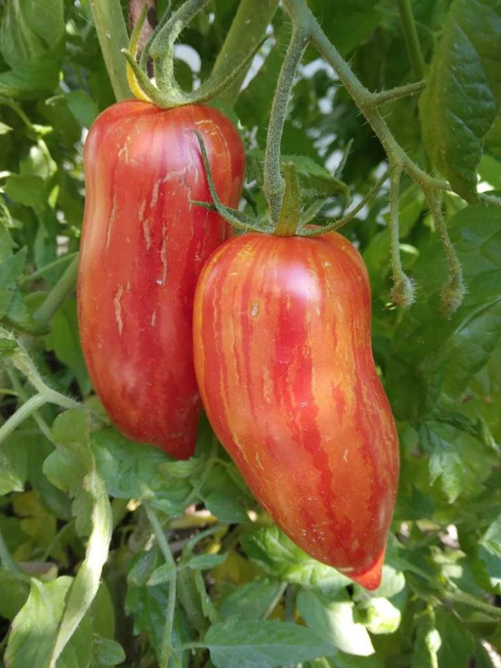 Roma Striée Bio Tomatensamen - samenfeste Tomaten Samen in München
