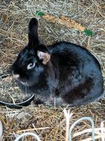 2 Kaninchenmädchen Niedersachsen - Bodenfelde Vorschau