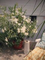 Oleander Groß  - Mediterrane Pflanzen Gartenpflanzen mit Topf Saarland - Dillingen (Saar) Vorschau