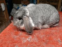 Zwergwidder Kaninchen zu verkaufen. Niedersachsen - Weener Vorschau