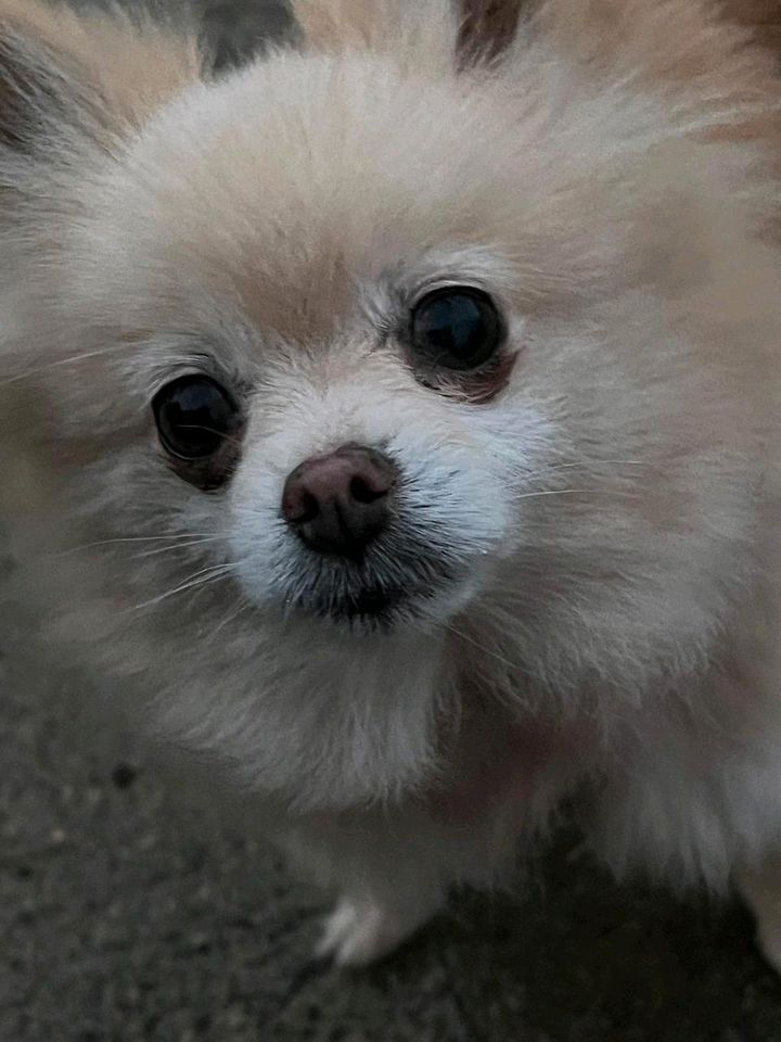 SISI Pomeranian Hündin Tierschutz Hund in Saarbrücken