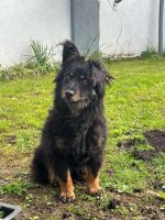 Harry Tierschutzhund sucht ein Zuhause Nordrhein-Westfalen - Eschweiler Vorschau