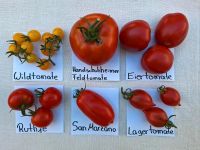 Bio Saatgut Tomate Paprika Hokkaido Kürbis Melone Samen Rheinland-Pfalz - Flörsheim-Dalsheim Vorschau