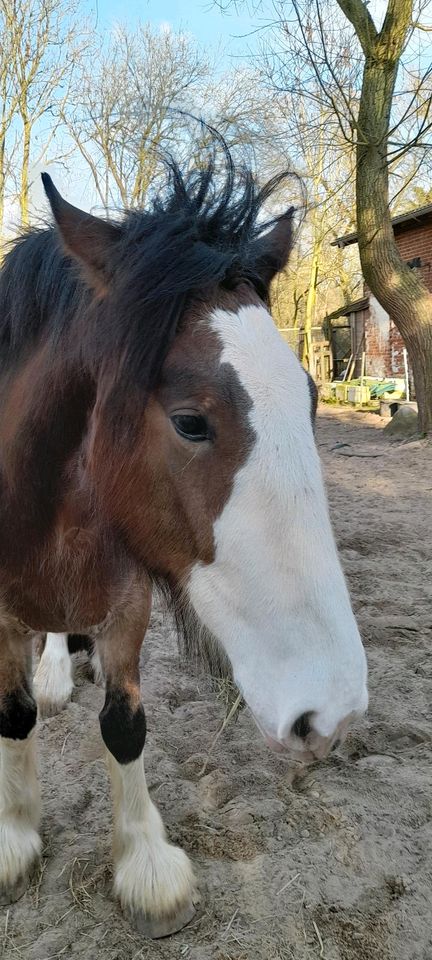 Shire Horse Wallach in Selmsdorf