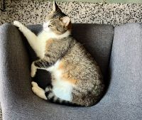 Katze vermisst Dresden - Loschwitz Vorschau