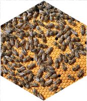 Bienenvolk Carnica Bayern - Bischofsgrün Vorschau
