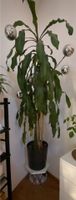 Palme Pflanze Zimmerpflanze groß Baum Bayern - Poing Vorschau