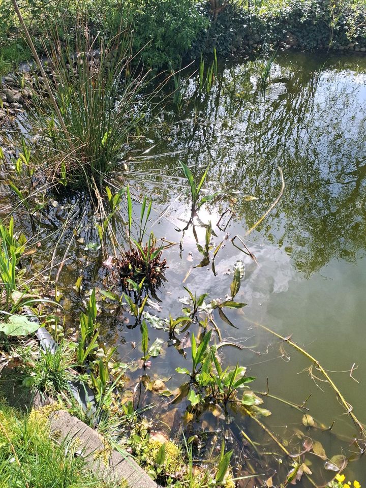 Teichpflanzen/Gartenteich/Hechtkraut in Pinneberg