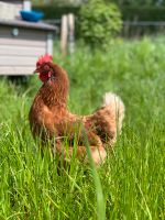 Legereife Hühner Junghennen Legehennen Mobilstall Hühnerverkauf Nordrhein-Westfalen - Hagen Vorschau