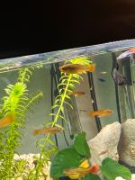 Papageien Platy Hochflosse Babys Baden-Württemberg - Böblingen Vorschau