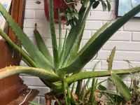 Große Aloe Vera Pflanzen Niedersachsen - Braunschweig Vorschau