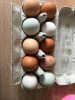 Frische Hühner Eier Nordrhein-Westfalen - Büren Vorschau