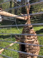 Zebrafinken Baden-Württemberg - Adelsheim Vorschau