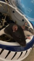 3 Rattenmädchen suchen ein neues Zuhause <3 Bayern - Höchstadt Vorschau