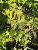 Kirschlorbeer Pflanze klein junge Büsche aus Garten Peine Busch Niedersachsen - Peine Vorschau