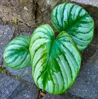 Philodendron Mamei Andre - M15 Hessen - Obertshausen Vorschau