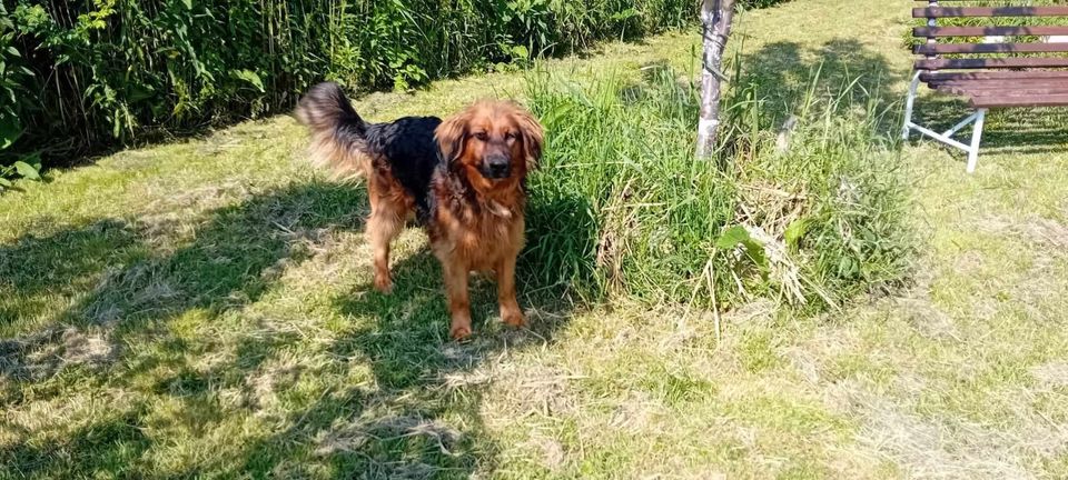 BENY ca. 5 J. Hovawartmix-Rüde sucht Haus mit großen Garten in Gelnhausen