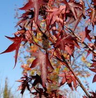 Amerikanischer Amberbaum Stared 100-125cm Liquidambar styraciflua Niedersachsen - Bad Zwischenahn Vorschau