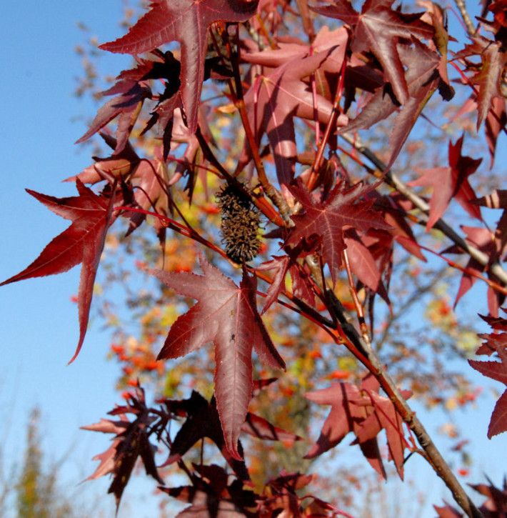 Amerikanischer Amberbaum Stared 100-125cm Liquidambar styraciflua in Bad Zwischenahn
