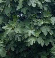 Schweizer Feige 40-60cm - Ficus helvetica Niedersachsen - Bad Zwischenahn Vorschau