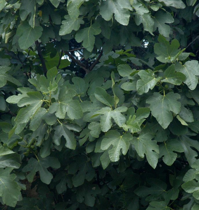 Schweizer Feige 40-60cm - Ficus helvetica in Bad Zwischenahn