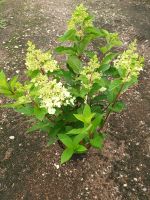 Hydrangea paniculata 'Pinky Winky' 80cm hoch Rispenhortensie Nordrhein-Westfalen - Simmerath Vorschau