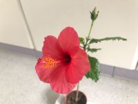 40 cm Hibiskus * blüht jetzt rot * im 8 cm Topf * Zimmerpflanze Kr. München - Planegg Vorschau