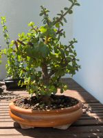 Jadebaum Stecklinge portulacaria afra Bonsai☝️ Baden-Württemberg - Heidelberg Vorschau