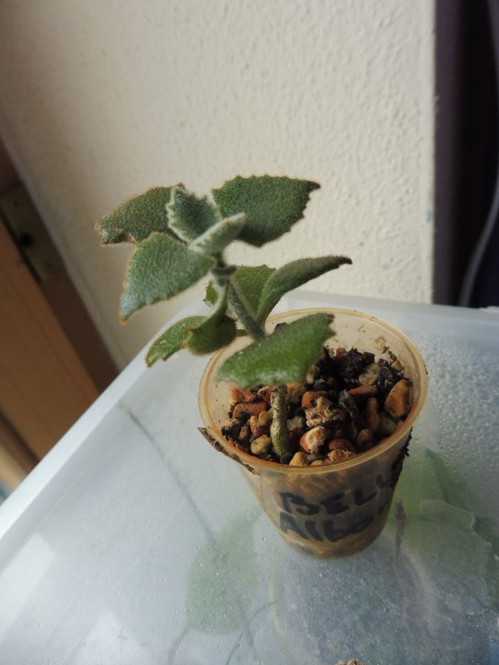 Samt-Kalanchoe Kalanchoe (Kalanchoe beharensis) Babypflanze in Rain Lech