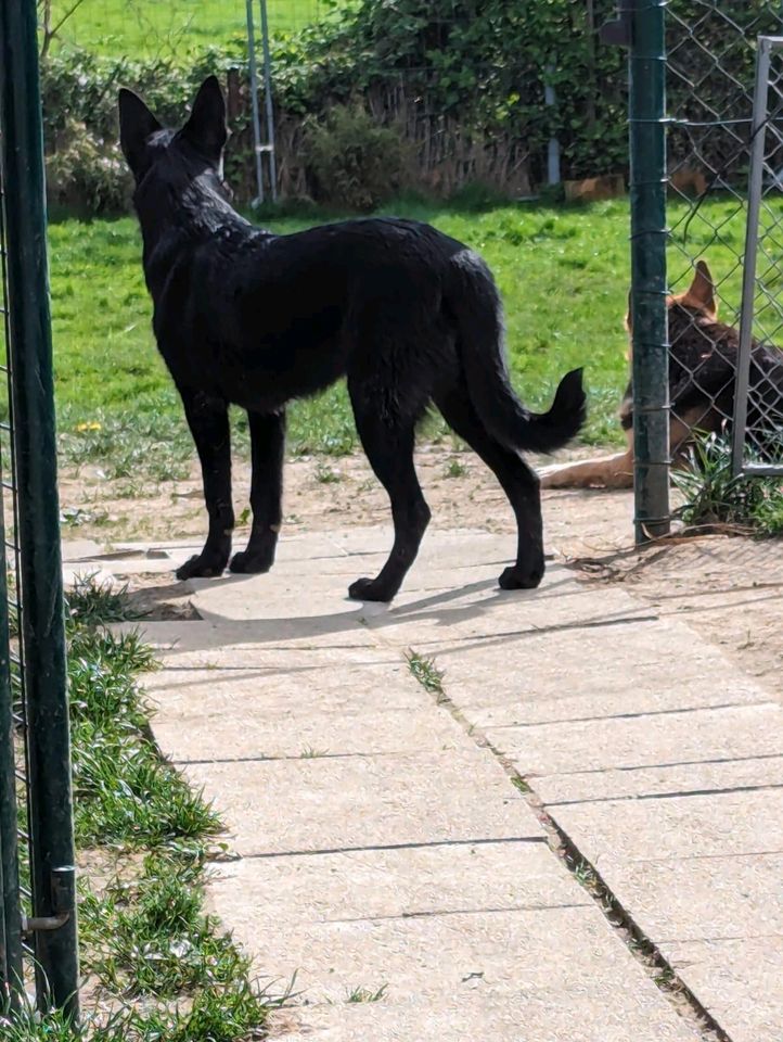 SMILLA  Malinois Schäferhund Mischling Tierschutz Hund Hündin in Merzenich