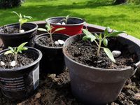 Bio-Tomatenpflanzen Harzfeuer oder Rispe aus eigener Ernte Sachsen-Anhalt - Halle Vorschau