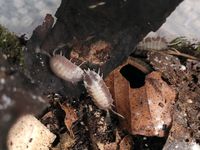 Porcellio laevis Milkback Asseln, Isopods, Terrarien Tiere Rheinland-Pfalz - Koblenz Vorschau