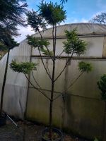 Bonsai Fichte 280cm Picea abies Nidiformis Niedersachsen - Westerstede Vorschau