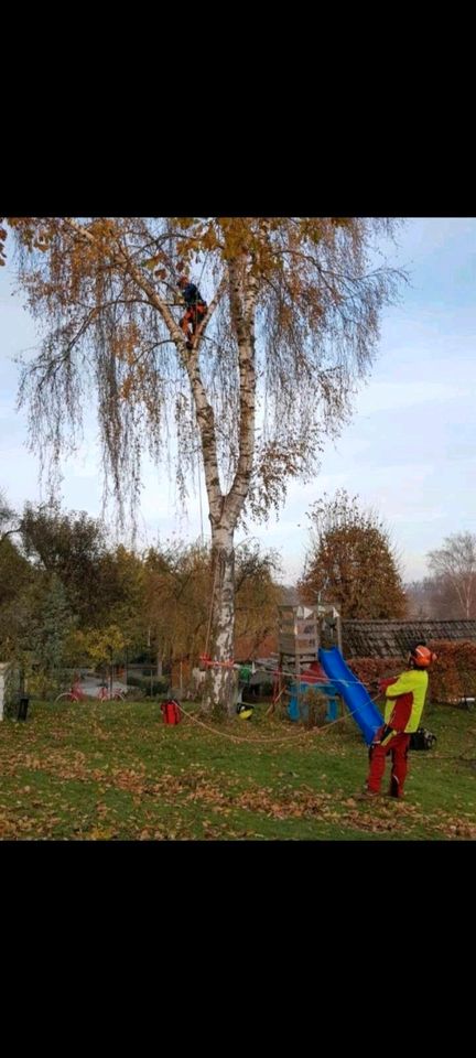 Bäume fällen Forstarbeiten Hecke schneiden Baumfällung Baumpflege in Bad Driburg