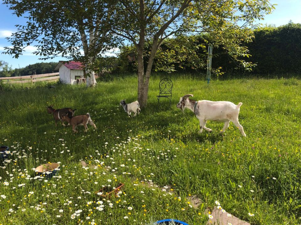 Urlaub im Allgäu in der Natur, Ferienwohnung auf dem Eselhof in Bad Grönenbach