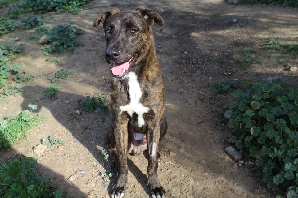 Zeus Mix Rüde in Neunkirchen