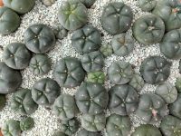 Peyote Lophophora Williamsii 50 Samen 100% sortenreine Qualität München - Schwabing-Freimann Vorschau