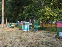 Bienenvölker Bienenvolk Buckfast auf DNM & Kunstschwärme Bienen Schleswig-Holstein - Westerrönfeld Vorschau
