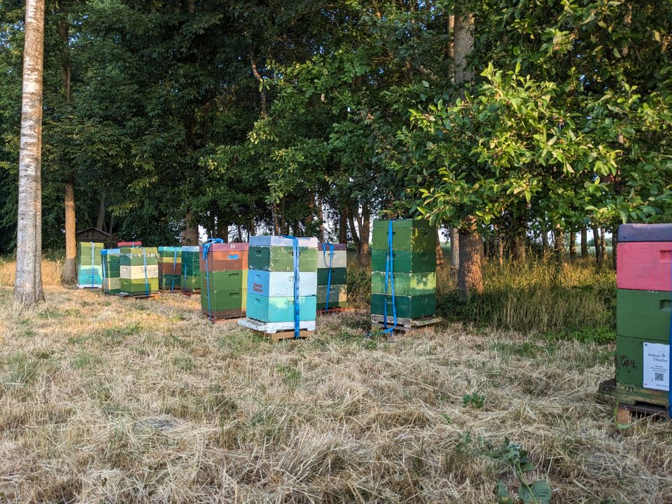 Bienenvölker Bienenvolk Buckfast auf DNM & Kunstschwärme Bienen in Westerrönfeld