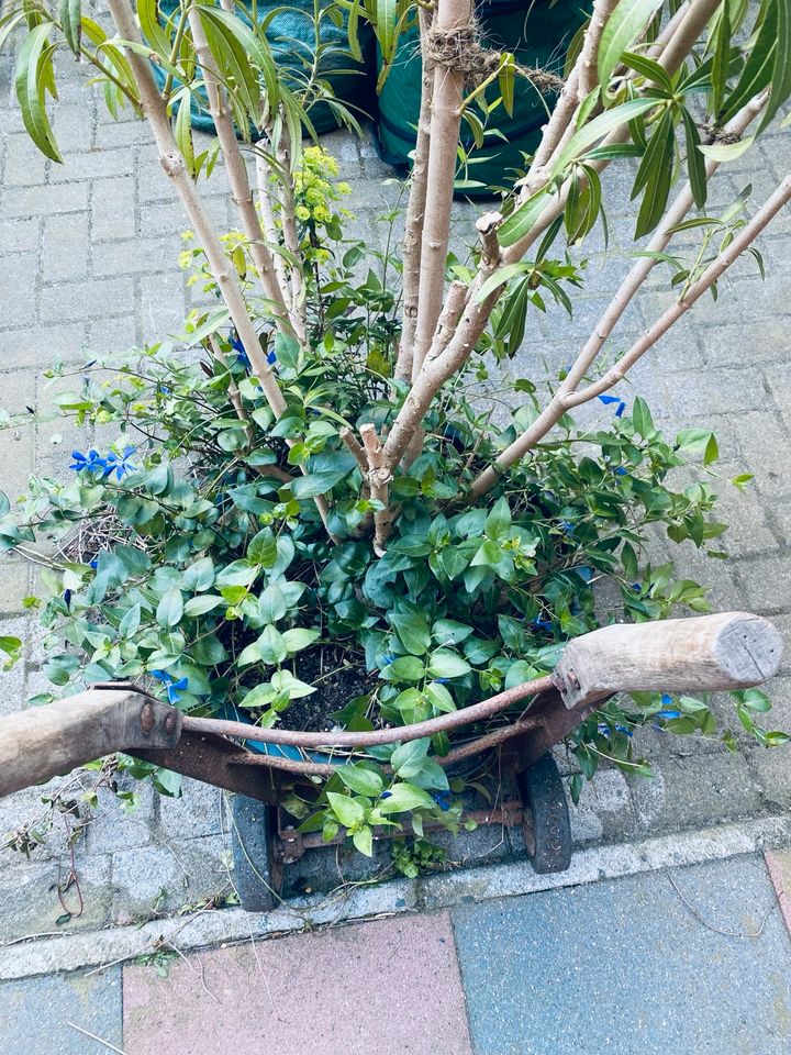 Nerium Oleander in Osnabrück