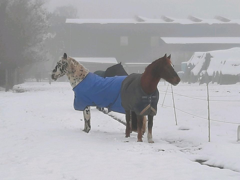 Pony Pflegebeteiligung in Heist