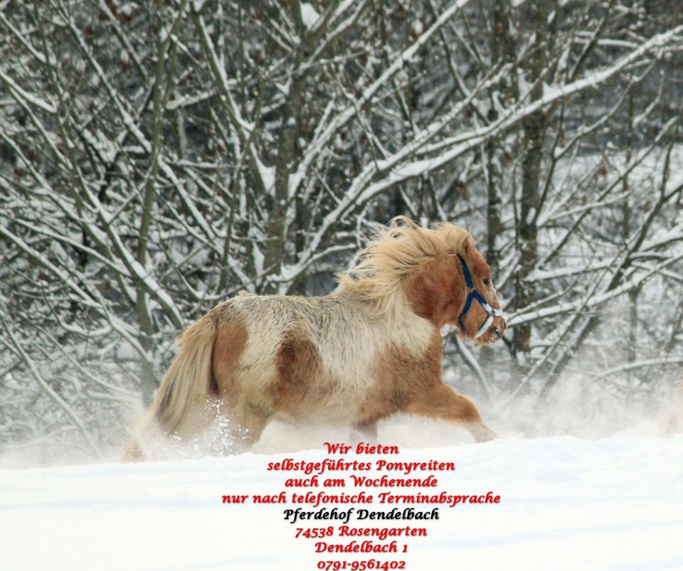 Selbstgeführtes Ponyreiten auf dem 74538 Pferdehof Dendelbach in Rosengarten