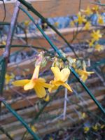 Gut bewurzelte Stecklinge, Gelber Winterjasmin, Sichtschutz Niedersachsen - Salzgitter Vorschau