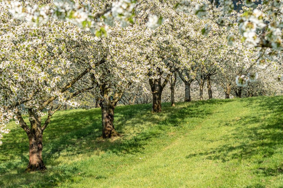 Keine Lust auf Wiese bzw. Rasenmähen? in Mespelbrunn