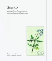 Syringa - Flieder der Kircher-Collection - selten! Niedersachsen - Hann. Münden Vorschau