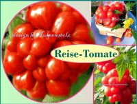 ♥ Reisetomate Samen,alte Sorten,Tulpenstolz Gemüse Garten Tomaten Eimsbüttel - Hamburg Schnelsen Vorschau