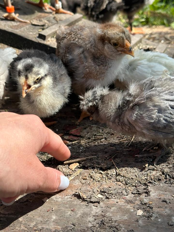 UPDATE Die Küken sind da, Blumi‘s und Eastereggs in Erfurt