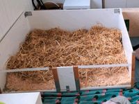 Meerschweinchen Stall selbst gebaut Nordrhein-Westfalen - Holzwickede Vorschau