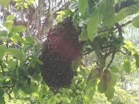 Bienenschwarm, Bienen ungewollt im Garten? Thüringen - Altenburg Vorschau